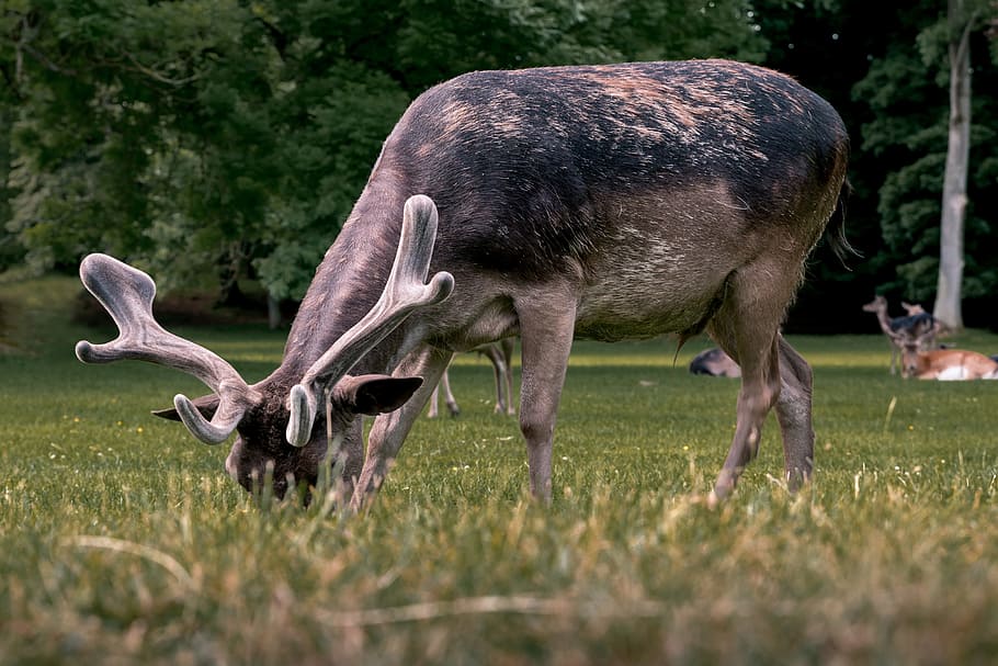 Young deer in the forest, animal, animal themes, mammal, animal wildlife HD wallpaper