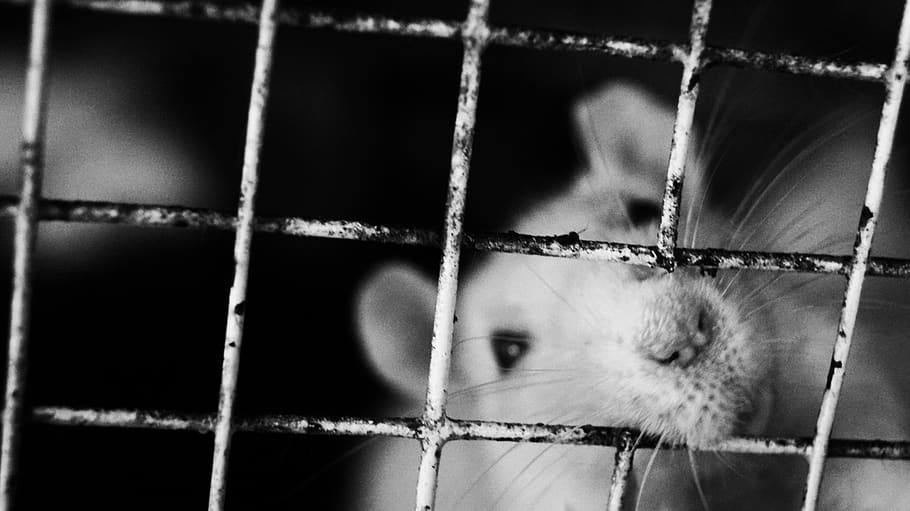 india, udaipur, cage, animal themes, one animal, prison, mammal HD wallpaper
