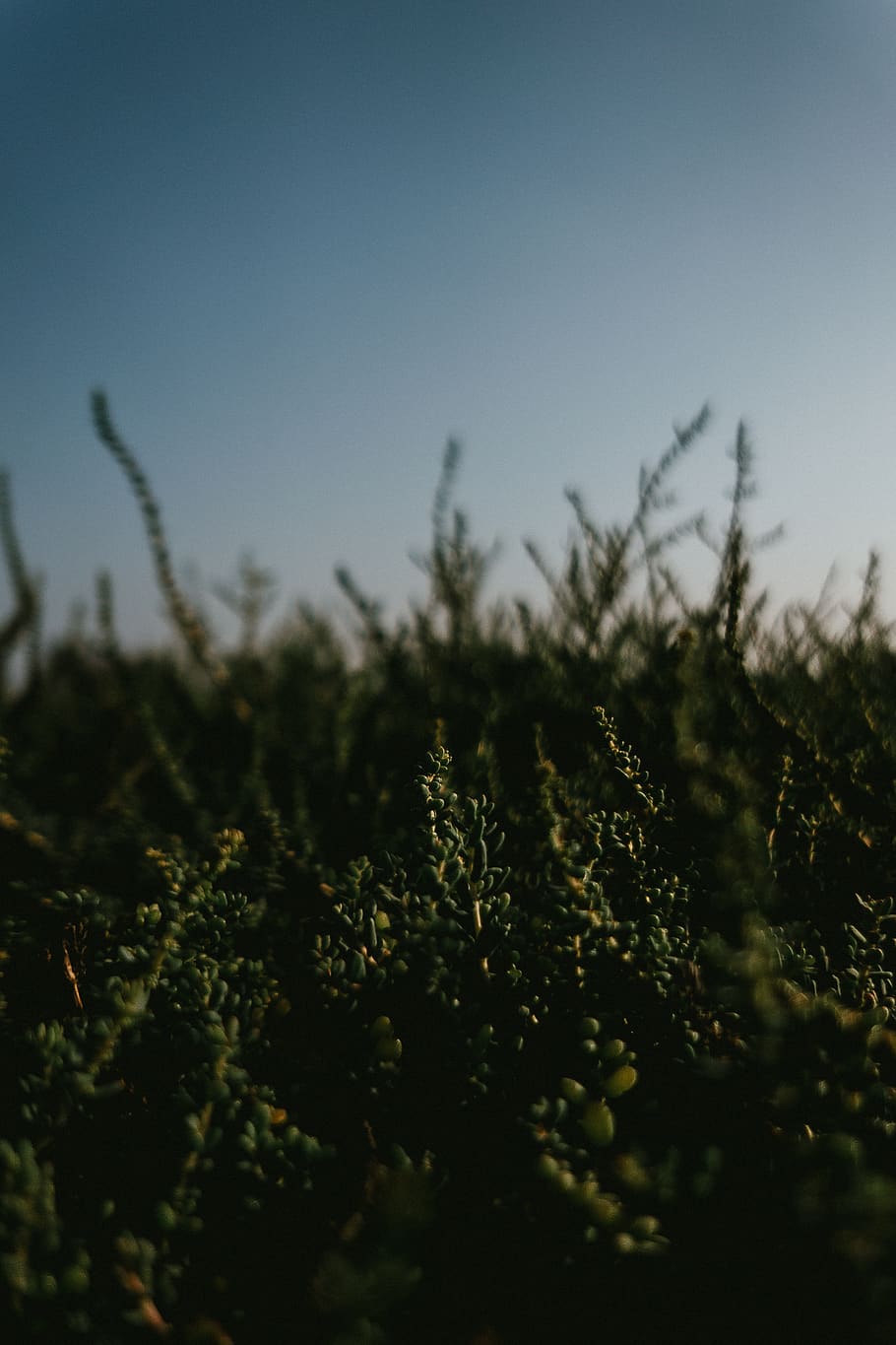 green grass, plant, nature, outdoors, tree, earth, plants, leaves HD wallpaper