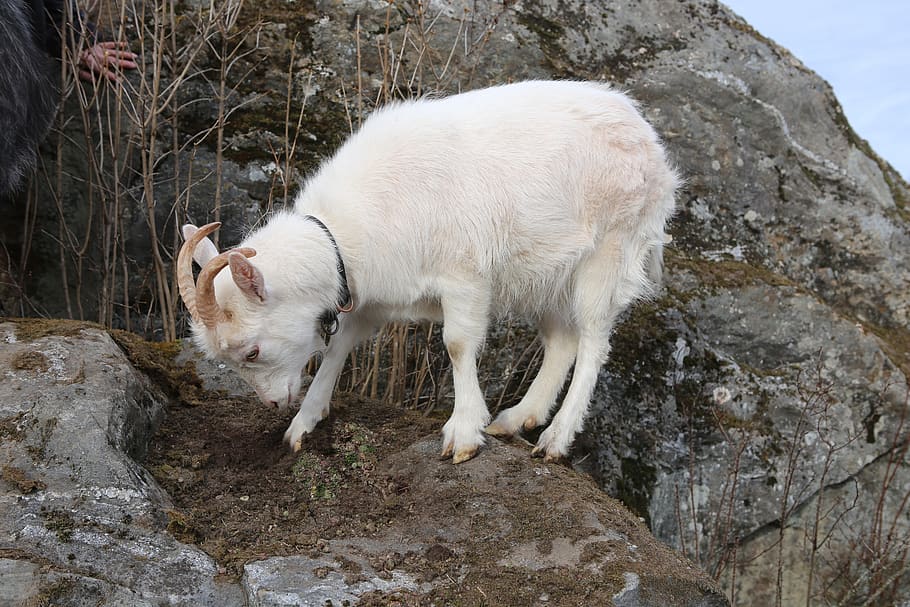 goat, mammal, kid, white, domestic animal, livestock, animal themes HD wallpaper