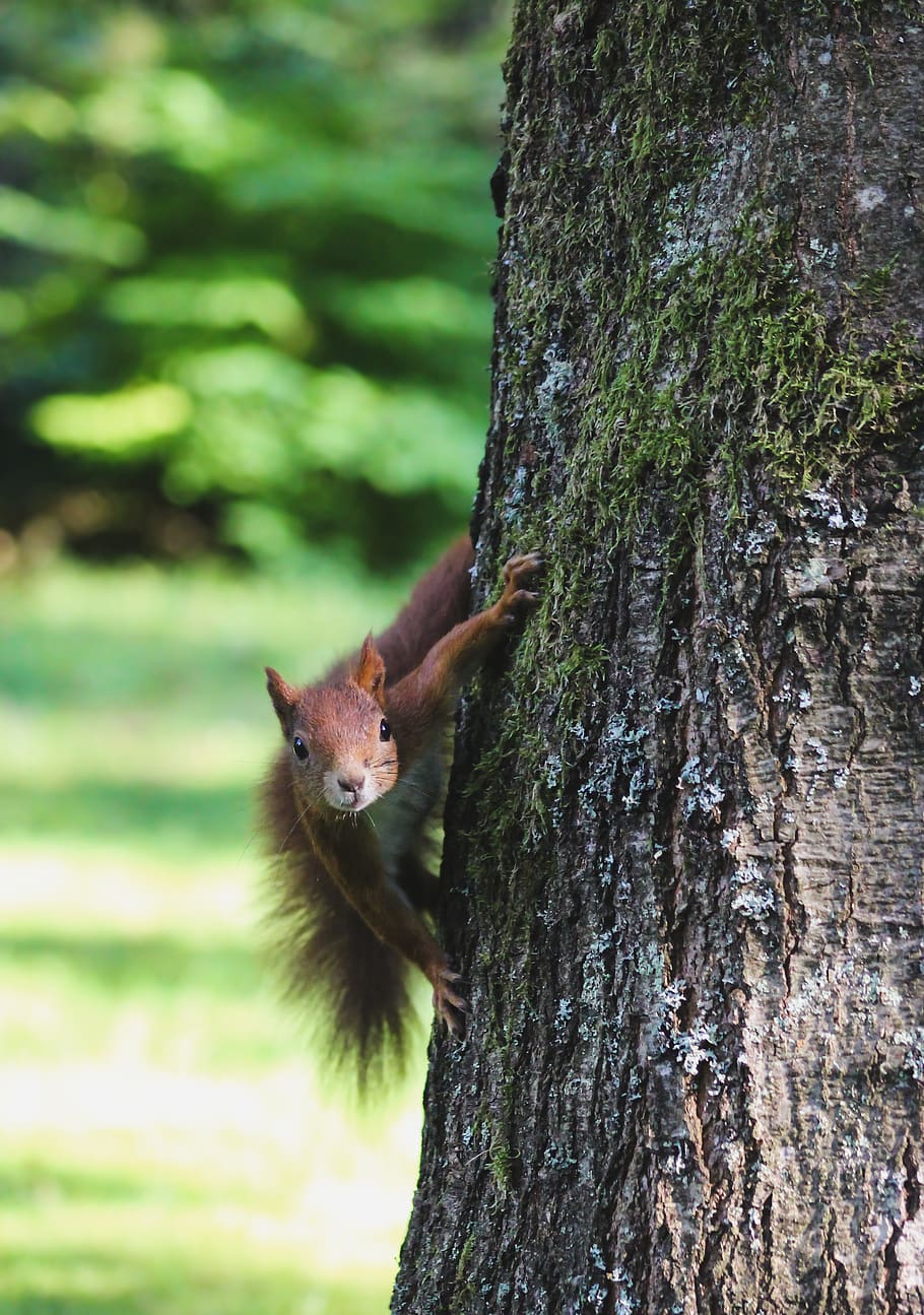 brown squirrel on tree trunk, animal, mammal, rodent, germany HD wallpaper
