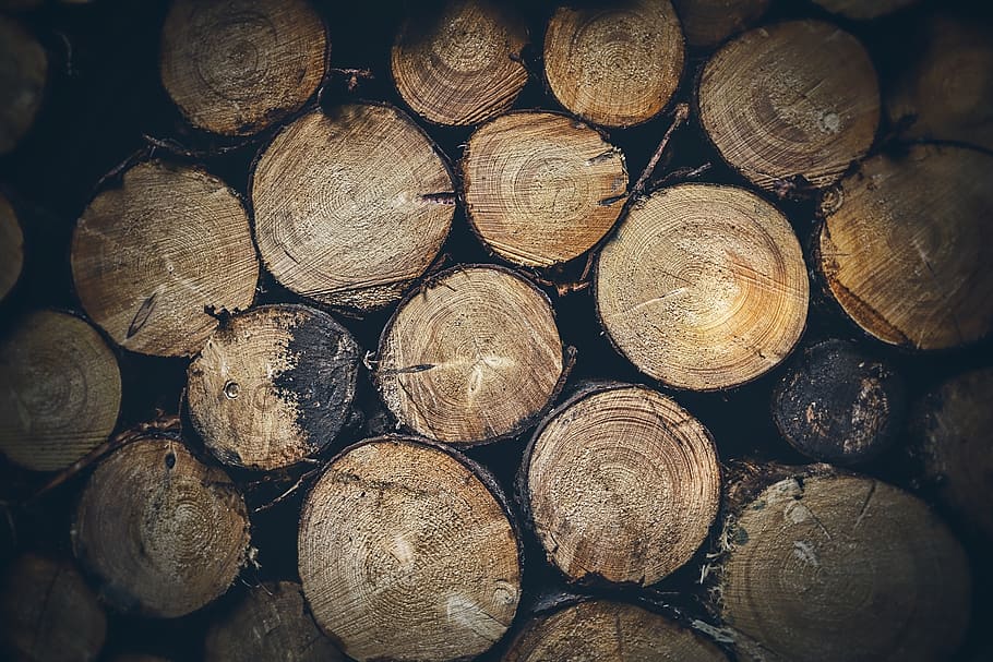 wood, trunks, tree, forest, timber, firewood, stack, log, lumber industry HD wallpaper