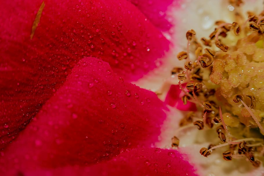 pollen, plant, flower, geranium, blossom, rose, closeup, water droplets HD wallpaper
