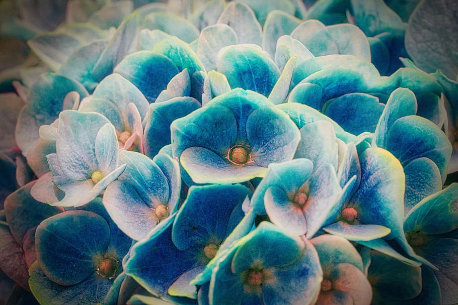 hydrangeas, blossom, bloom, blue, background, close-up, freshness HD wallpaper