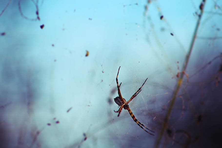 Selective Focus Photography Brown and Black Spider, arachnid HD wallpaper