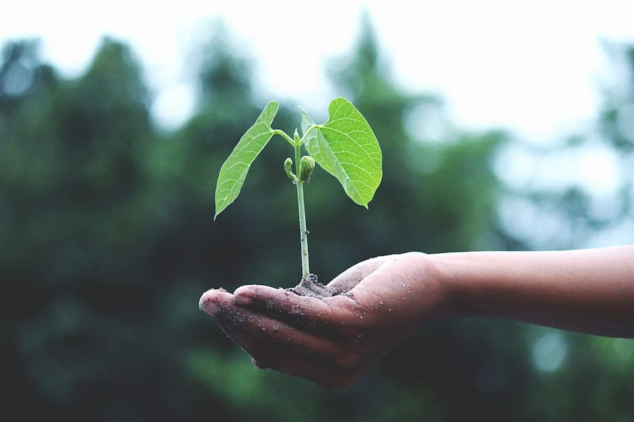 Person Holding A Green Plant, growth, hand, little, seed, soil