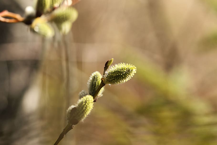 pussy willows, branches, spring, nature, plant, close-up, growth HD wallpaper