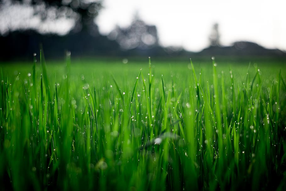 Shallow Focus Photography of Green Grasses during Daytime, blade HD wallpaper