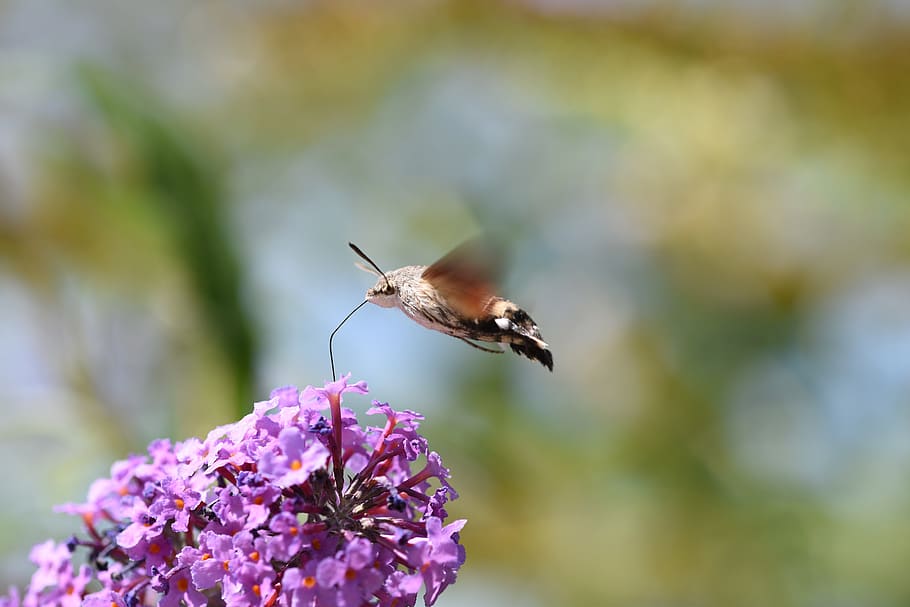 hummingbird hawk moth, insect, flying, proboscis, nectar, garden HD wallpaper