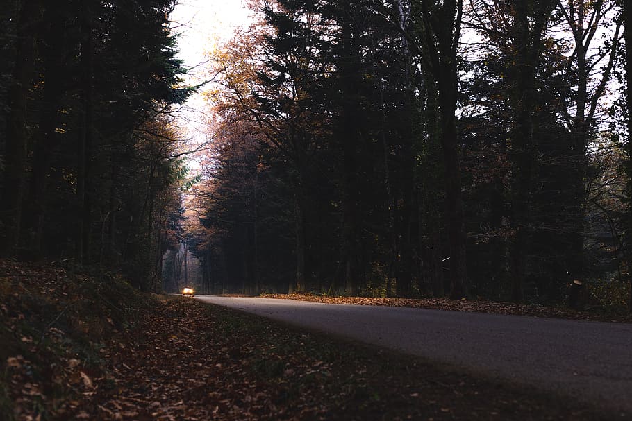 vehicle passing through road between trees, plant, light, flare HD wallpaper