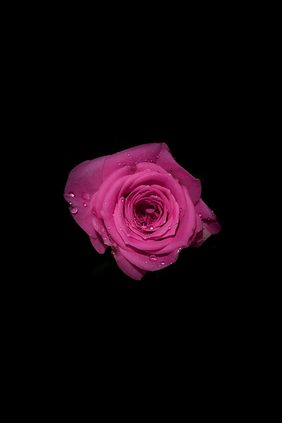 red, pink, rose, flower, rose - flower, beauty in nature, studio shot HD wallpaper