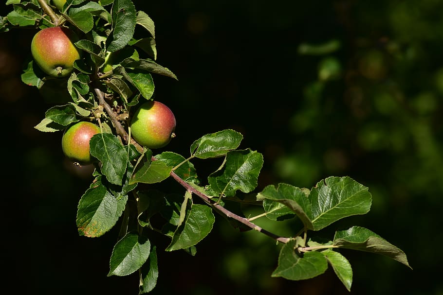 apple tree, branch, leaves, nature, healthy, vegetation, fruit HD wallpaper