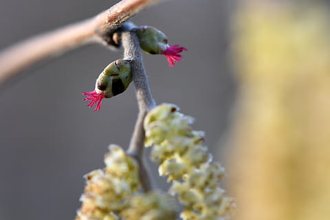 lamb's tail, hazelnut, spring, inflorescence, frühlingsanfang HD wallpaper