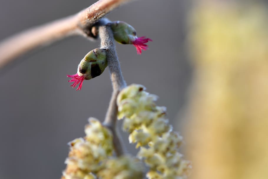 lamb's tail, hazelnut, spring, inflorescence, frühlingsanfang HD wallpaper