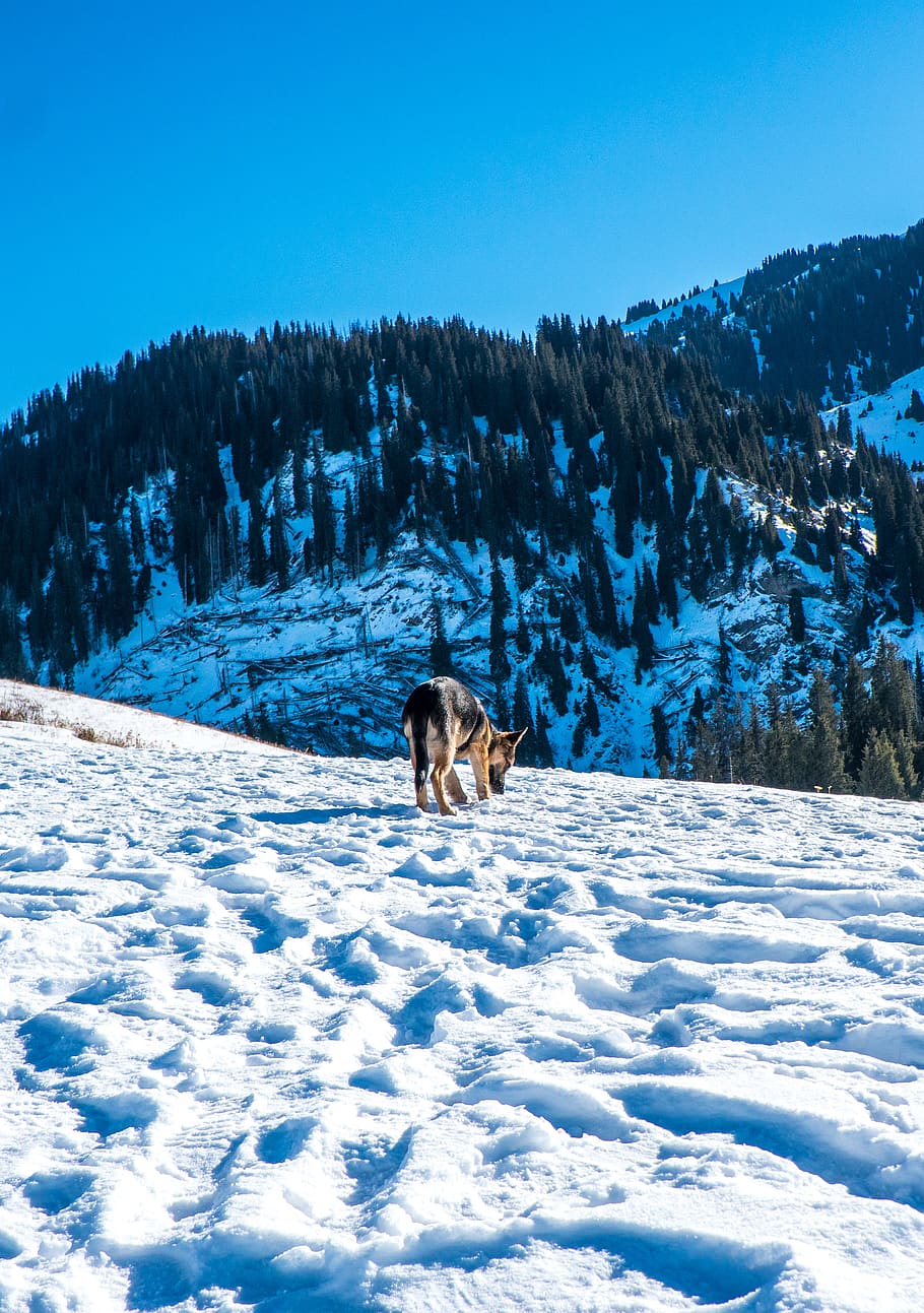 Dog on Snow Covered Ground, altitude, cold, daylight, daytime HD wallpaper