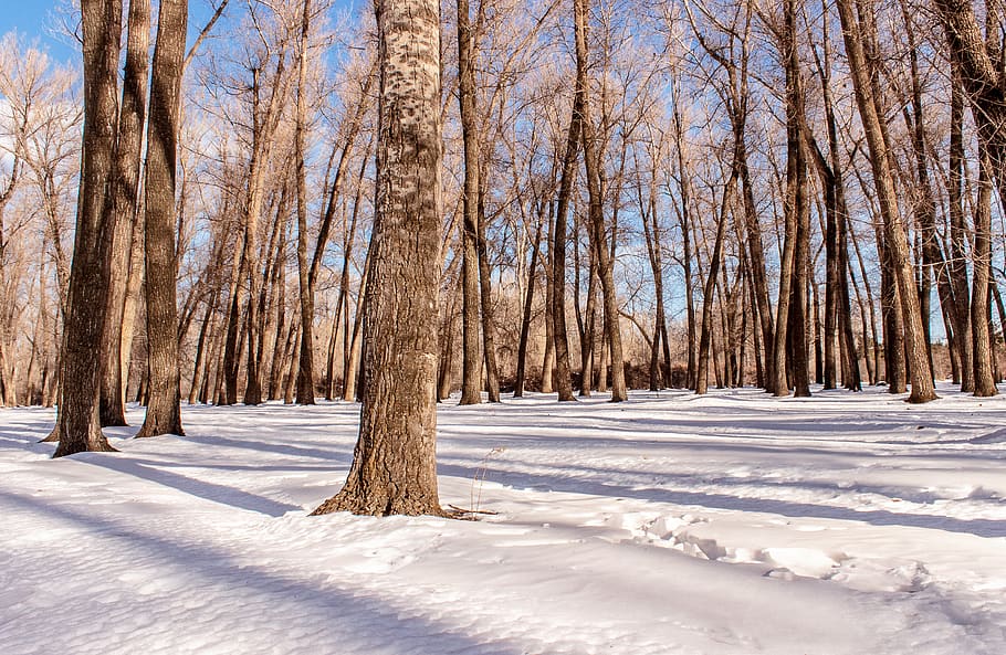 snow, forest, trees, winter, shadows, cold temperature, land HD wallpaper