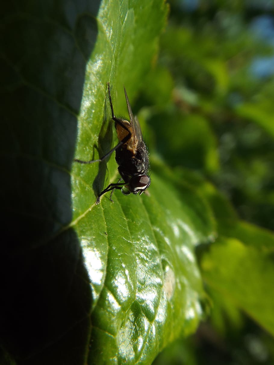 fly, sheet, macro, nature, leaves, green, summer, insect, invertebrate HD wallpaper