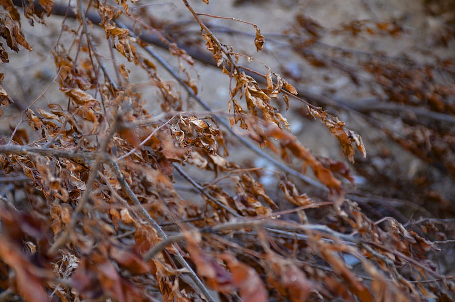 autumn, leaf, leaves, nature, colorful, mood, maple, tree, wood HD wallpaper