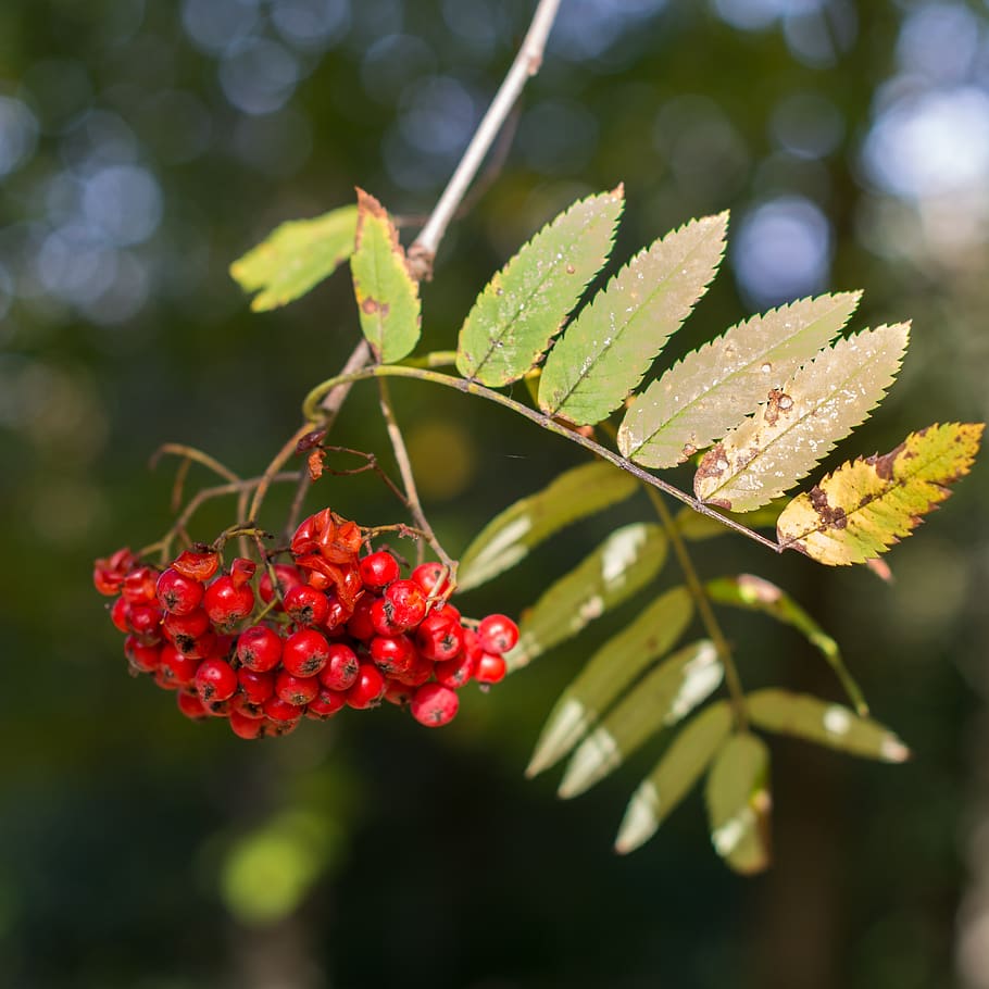 berries, berry, tree, nature, leaves, autumn, fall, sun, bokeh HD wallpaper