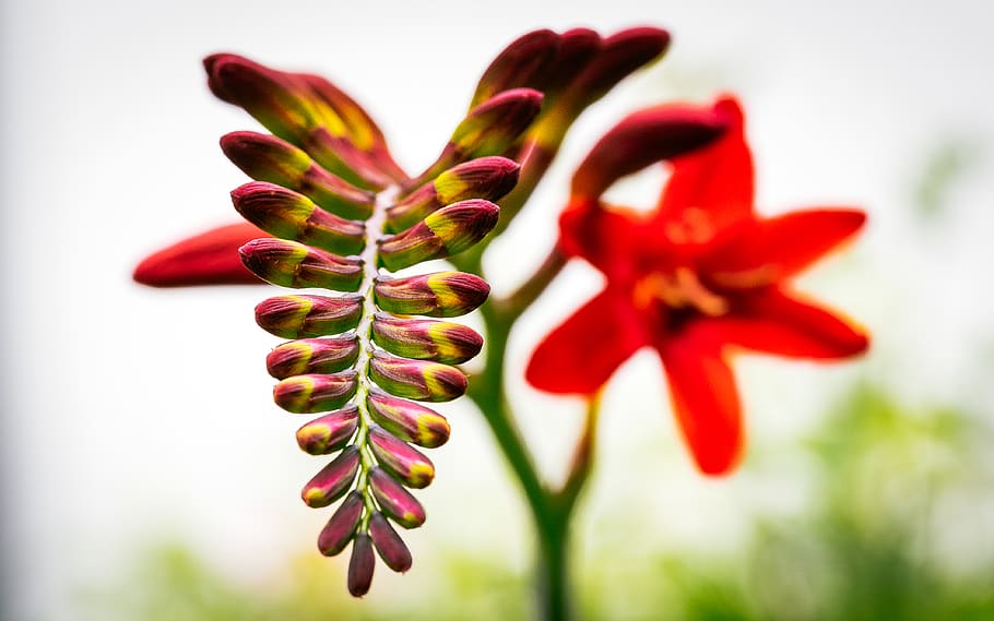 flower, red, plant, growth, beauty in nature, close-up, flowering plant HD wallpaper
