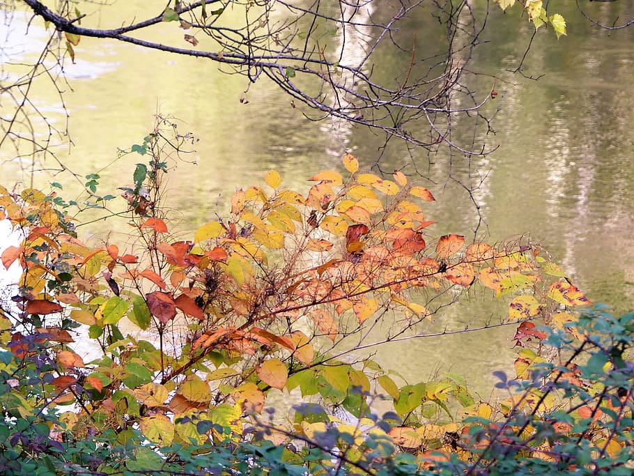 landscape, nature, fall, atmosphere, foliage, color, water HD wallpaper