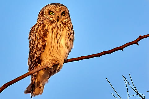 brown owl on tree branch, bird, animal, buzzard, hawk, south korea HD wallpaper