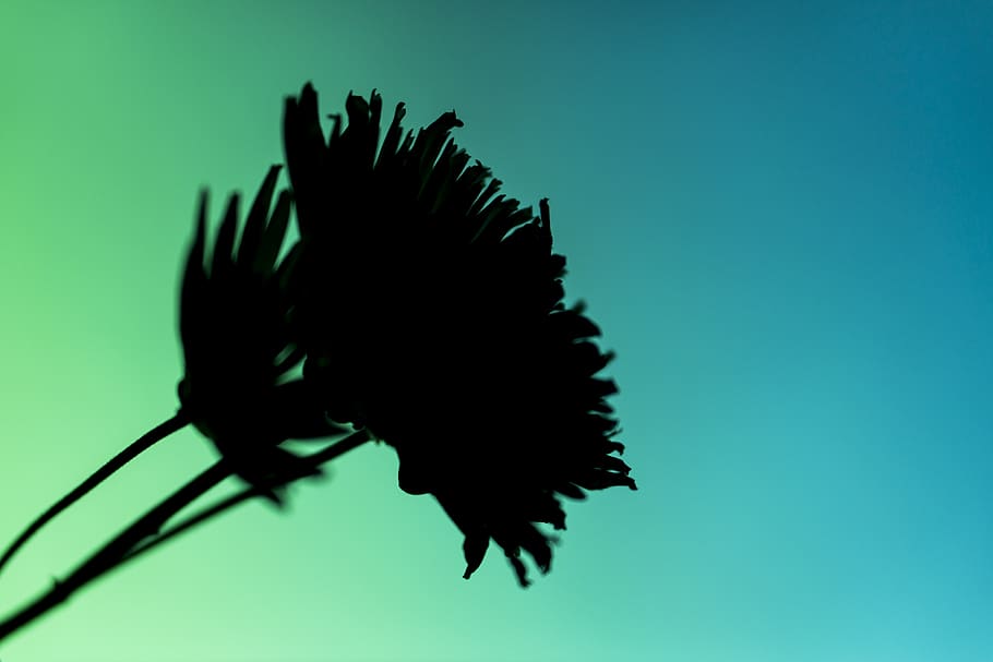 flower, colorful, blue, no people, silhouette, one animal, nature HD wallpaper