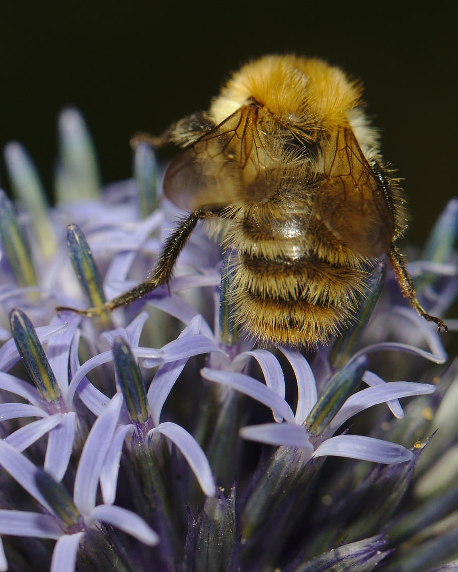 bee, insect, apidae, animal, invertebrate, honey bee, bumblebee HD wallpaper