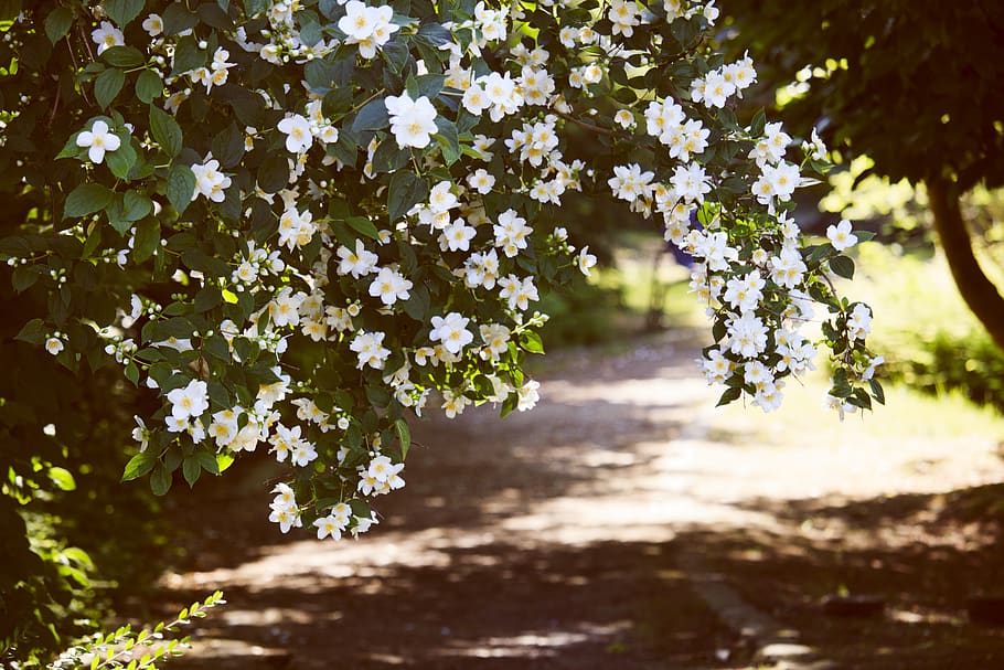 White Petaled Flowers, beautiful, blooming, branch, bright, color HD wallpaper