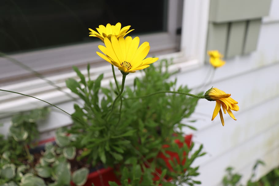 flower, green, shutter, flowering plant, yellow, fragility, HD wallpaper