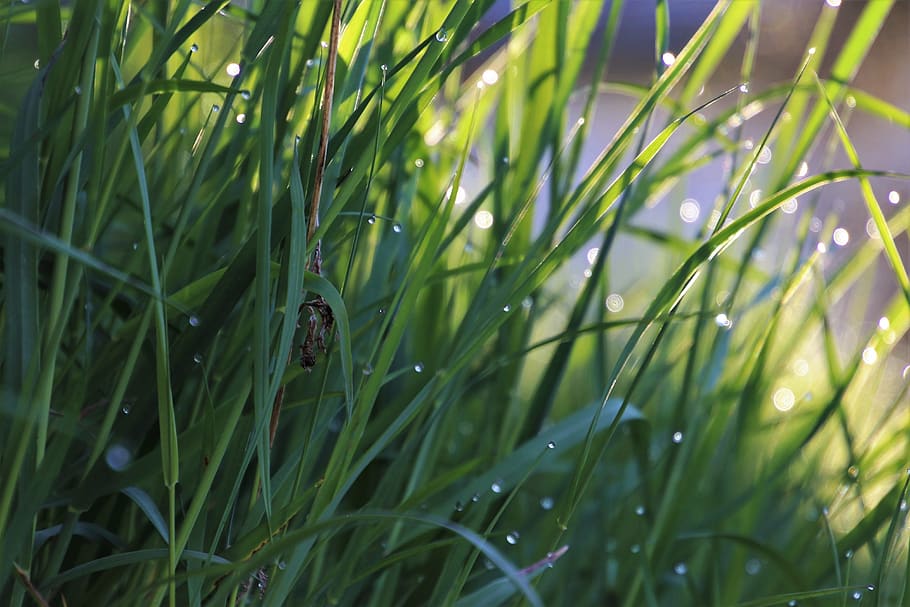 grass, wet, dawn, lit, meadow, morgentau, bokeh, morning, fog lights HD wallpaper