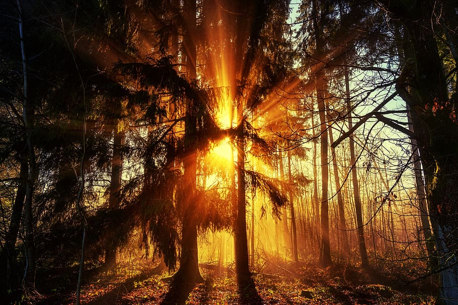 tree, nature, wood, light, sun, fog, haze, light beam, forest HD wallpaper