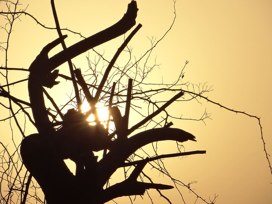 india, noida, silhouette, sky, tree, branch, plant, nature HD wallpaper