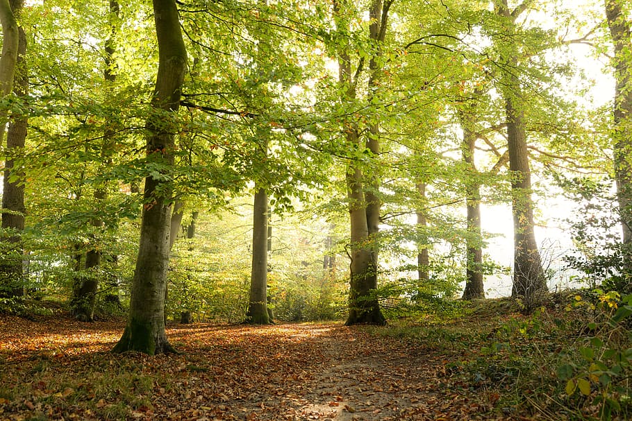 green, forest, autumn, landscape, trees, nature, environment HD wallpaper
