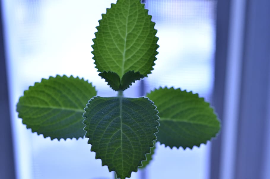 plant, leaf, veins, green, rose, flowers, light, spring, cylinder HD wallpaper