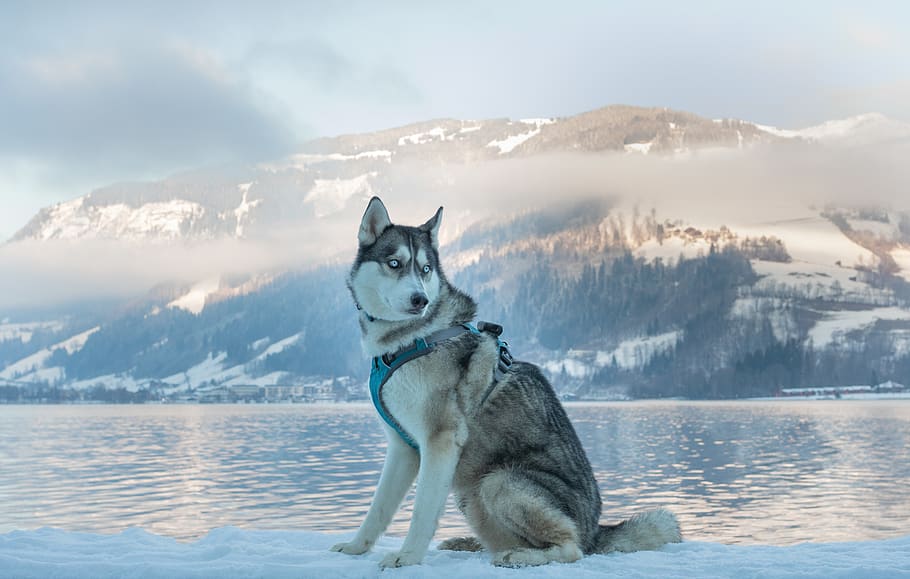 tan siberian husky on snow pathway, animal, dog, pet, mammal