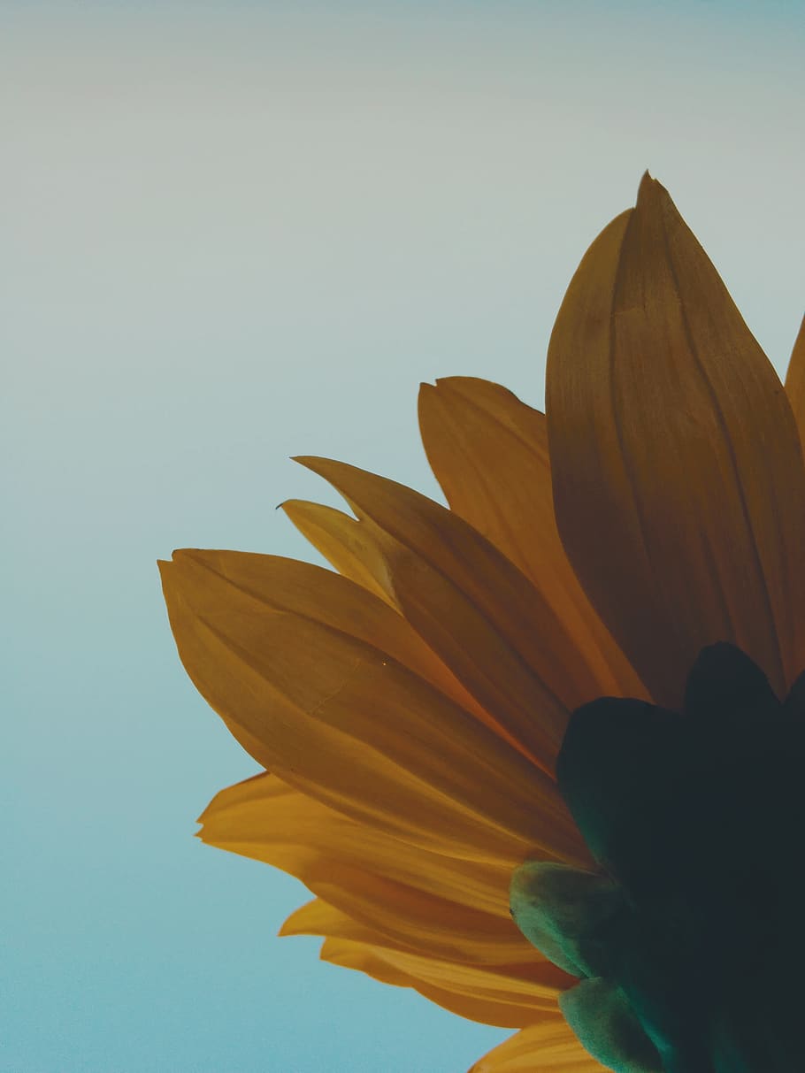 Sunflower flower, plant, blossom, --- please select ---, india HD wallpaper
