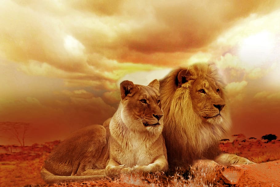 Lion and Lioness Under White Sky during Sunset, africa, animals, HD wallpaper