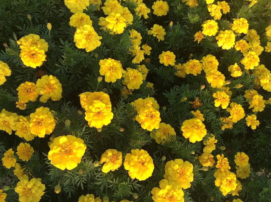 yellow, flowering plant, freshness, fragility, vulnerability HD wallpaper