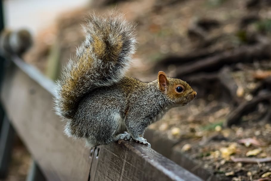 squirrel, animal, rodent, nature, cute, wildlife, park, watch HD wallpaper