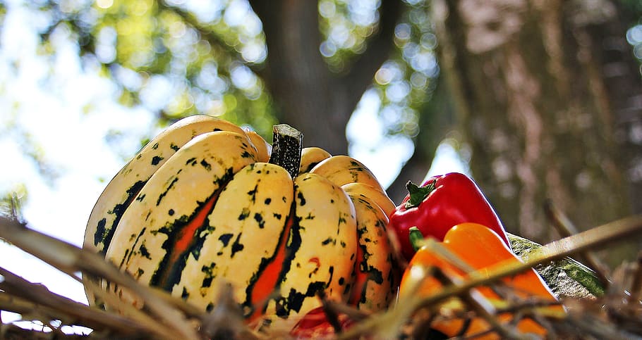 Yellow and Red Pumpkin on Basket, background, bell peppers, blur HD wallpaper