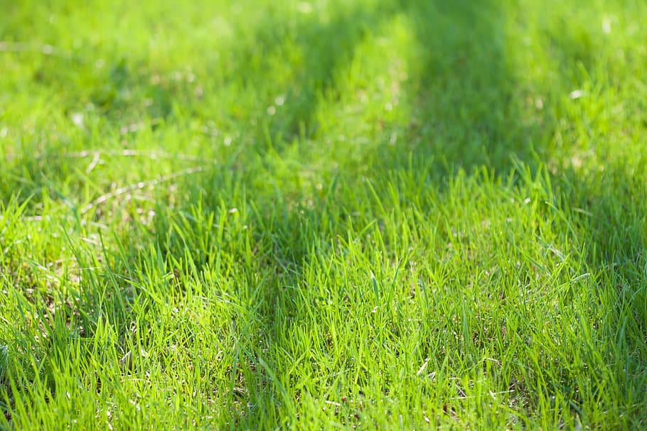 background, beautiful, bright, close-up, fresh, grass, green HD wallpaper