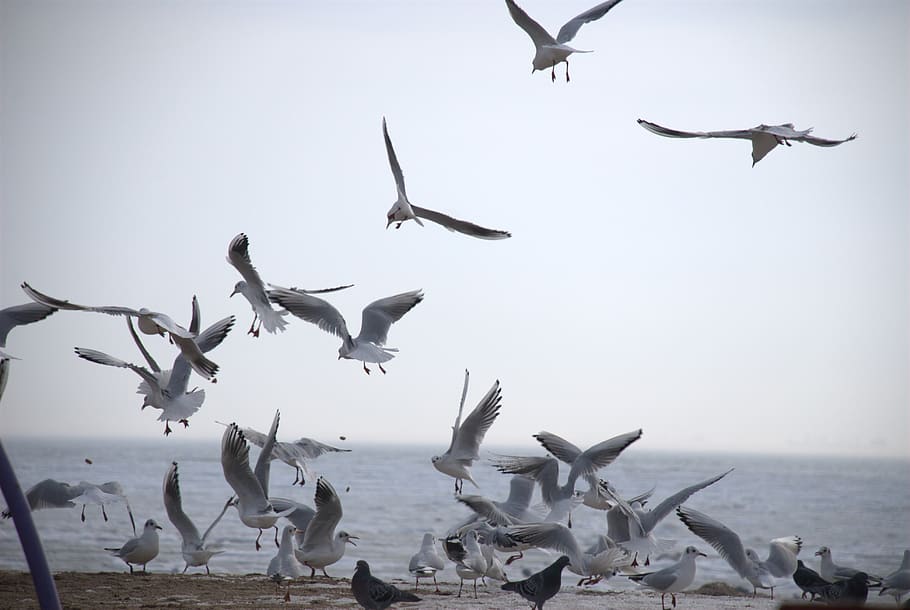 gulls, sea, autumn, flying, animals in the wild, group of animals HD wallpaper