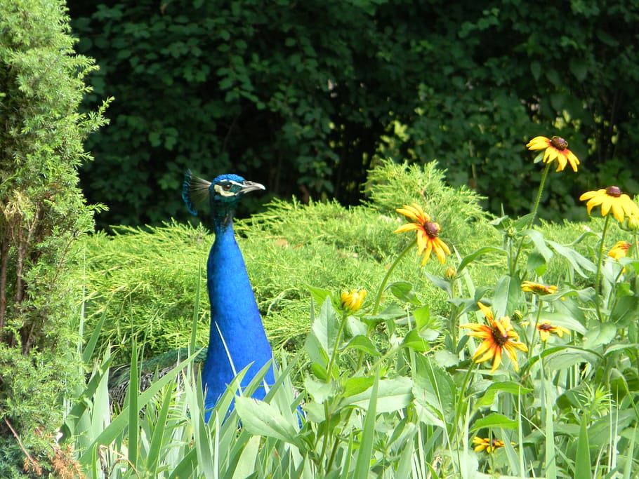 peacock, bird, scrub, park, flowers, animal themes, plant, animals in the wild HD wallpaper