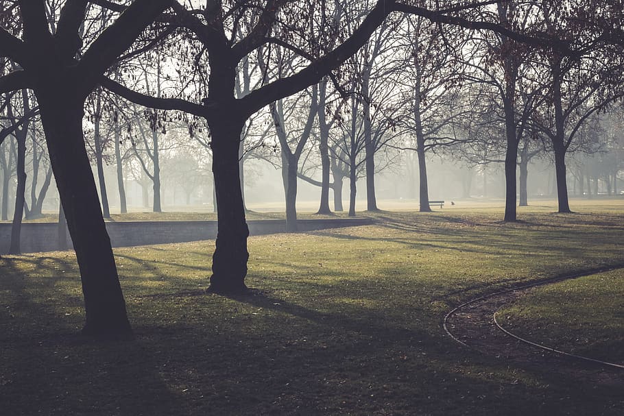 mainz, germany, wood, path, wall, park bank, trees, fog, sunshine HD wallpaper