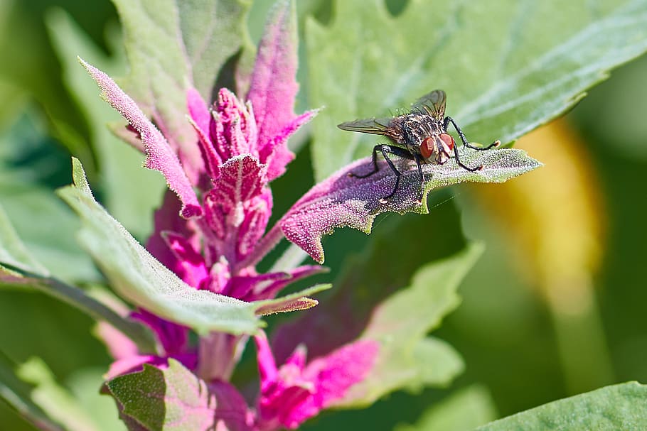 flower, fly, macro, insect, summer, plant, close up, blossom HD wallpaper