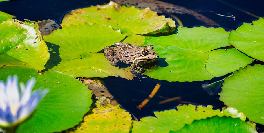 frog, lilypad, pond, green, nature, water, aquatic, cute, spring HD wallpaper