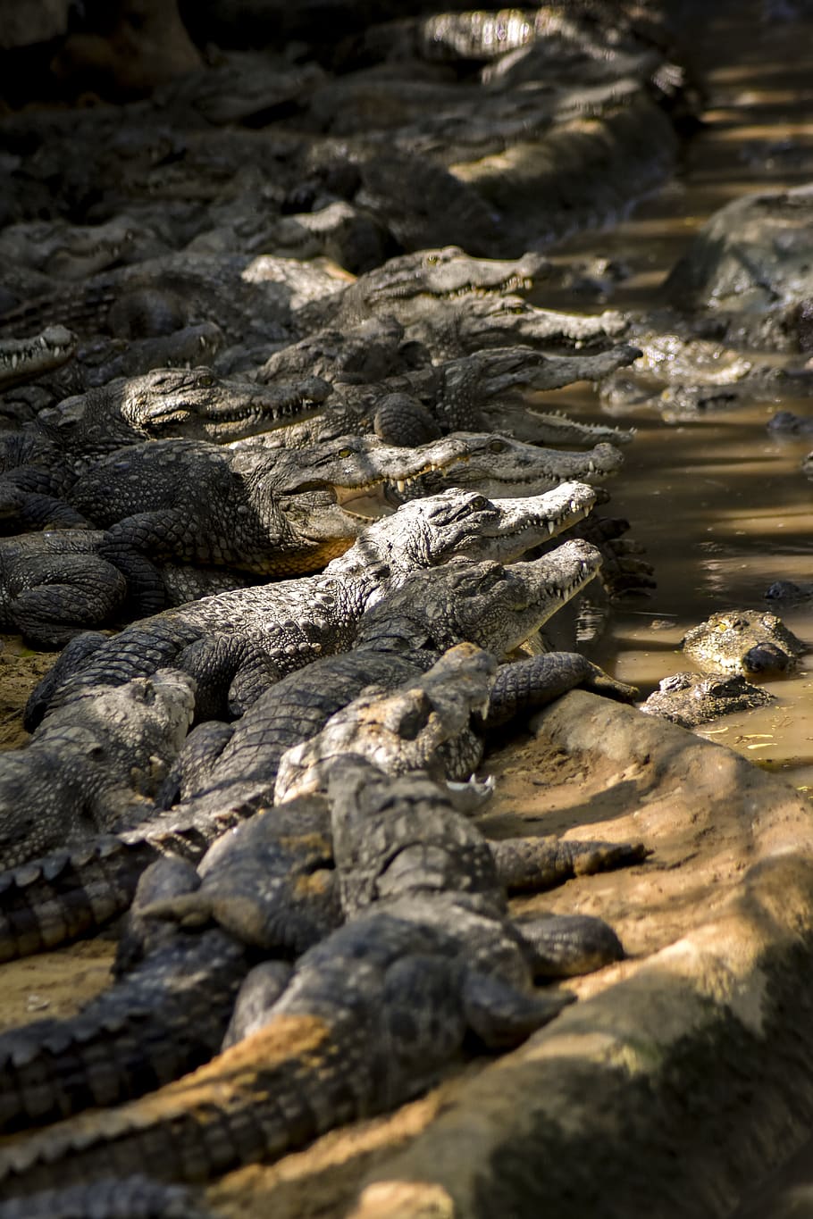 group of crocodiles, nature, no people, day, solid, rock, textured HD wallpaper