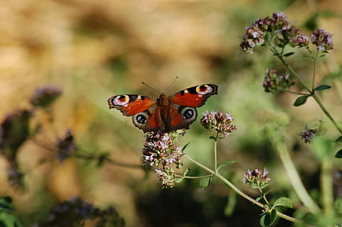 butterfly, insect, ali, summer, butterflies, romantica, plant HD wallpaper