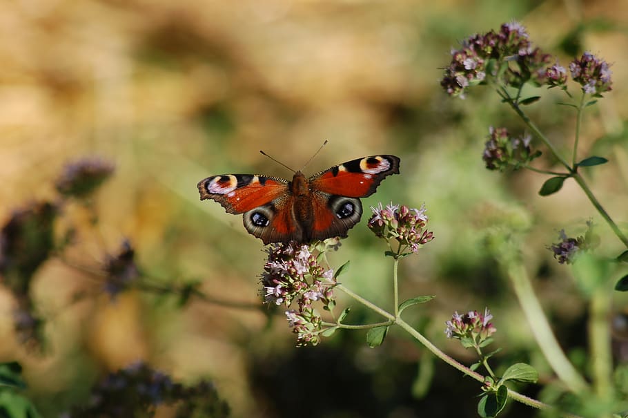 butterfly, insect, ali, summer, butterflies, romantica, plant HD wallpaper